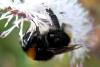 Bombus vestalis